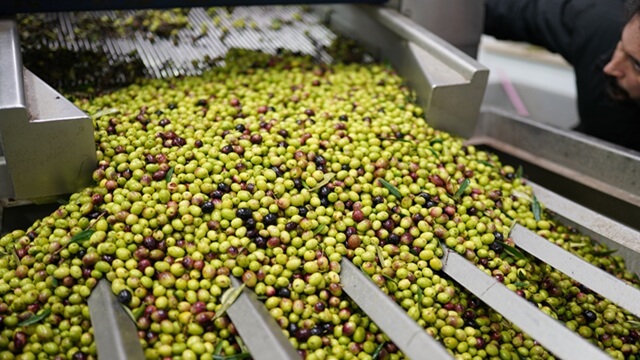 Fresh olives being processed and sorted by a machine in an olive oil production facility